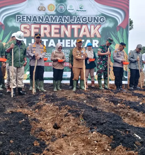 Forkopimda Merangin melakukan penanaman serentak jagung di PT SAL.b(DETAIL/Daryanto)