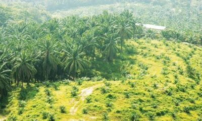 Sawit dalam kawasan hutan. (ist)