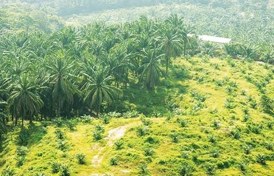 Sawit dalam kawasan hutan. (ist)