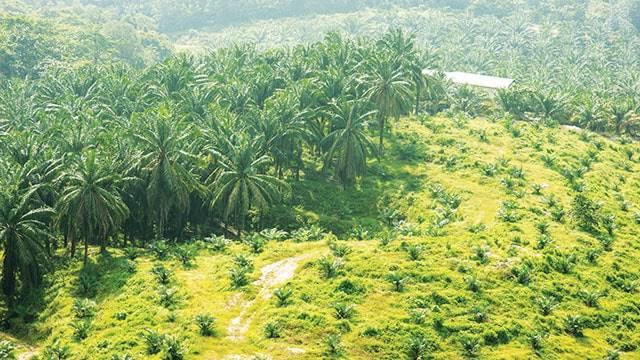 Sawit dalam kawasan hutan. (ist)