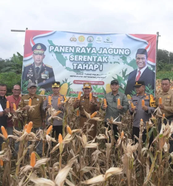 Wabub Merangin Khafid Moein dan Kapolres Merangin AKBP Roni Syahendra bersama dinas terkait saat panen serentak jagung di Desa Tambang Emas. (DETAIL/Daryanto)