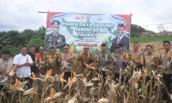 Wabub Merangin Khafid Moein dan Kapolres Merangin AKBP Roni Syahendra bersama dinas terkait saat panen serentak jagung di Desa Tambang Emas. (DETAIL/Daryanto)