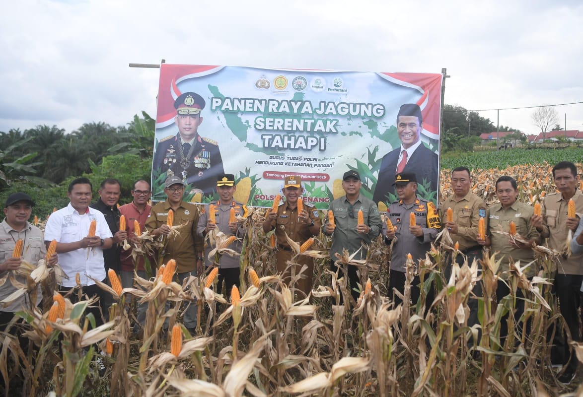 Wabub Merangin Khafid Moein dan Kapolres Merangin AKBP Roni Syahendra bersama dinas terkait saat panen serentak jagung di Desa Tambang Emas. (DETAIL/Daryanto)