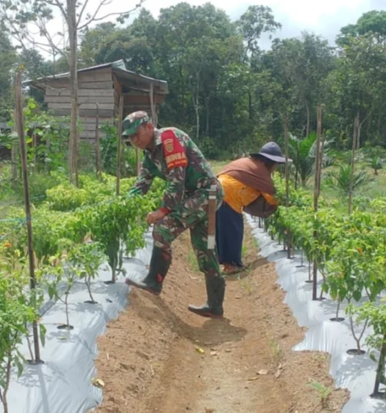 Babinsa Pulau Melako saat bantu pemupukan di kebun cabai warga. (ist)