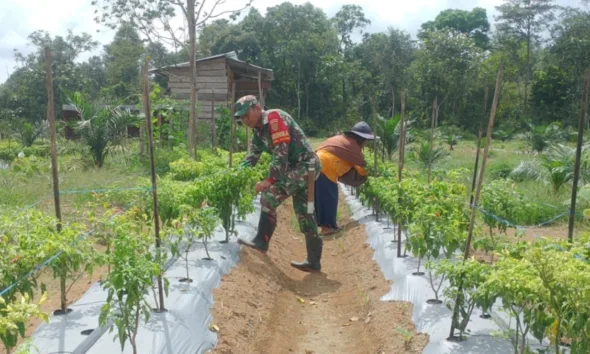 Babinsa Pulau Melako saat bantu pemupukan di kebun cabai warga. (ist)