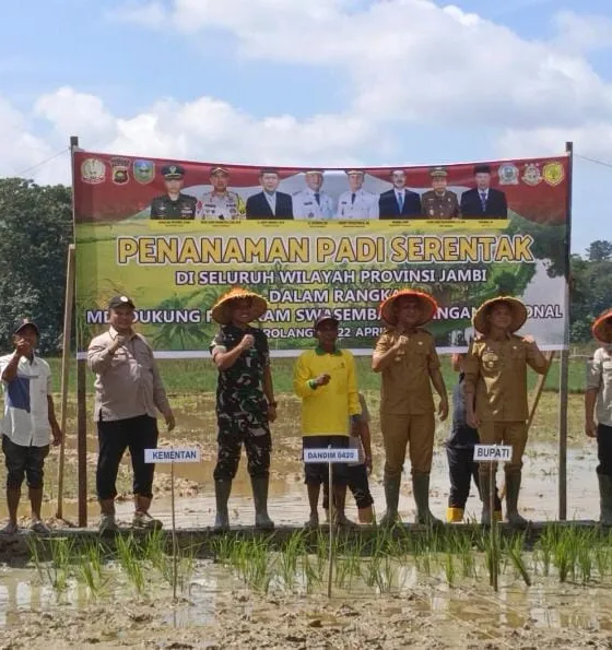 Bupati Sarolangun, H. Hurmin bersama dengan Dandim Sarko saat melakukan tanam padi serentak. (ist)
