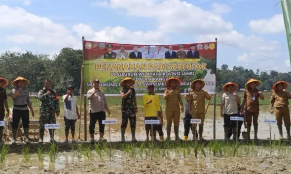 Bupati Sarolangun, H. Hurmin bersama dengan Dandim Sarko saat melakukan tanam padi serentak. (ist)