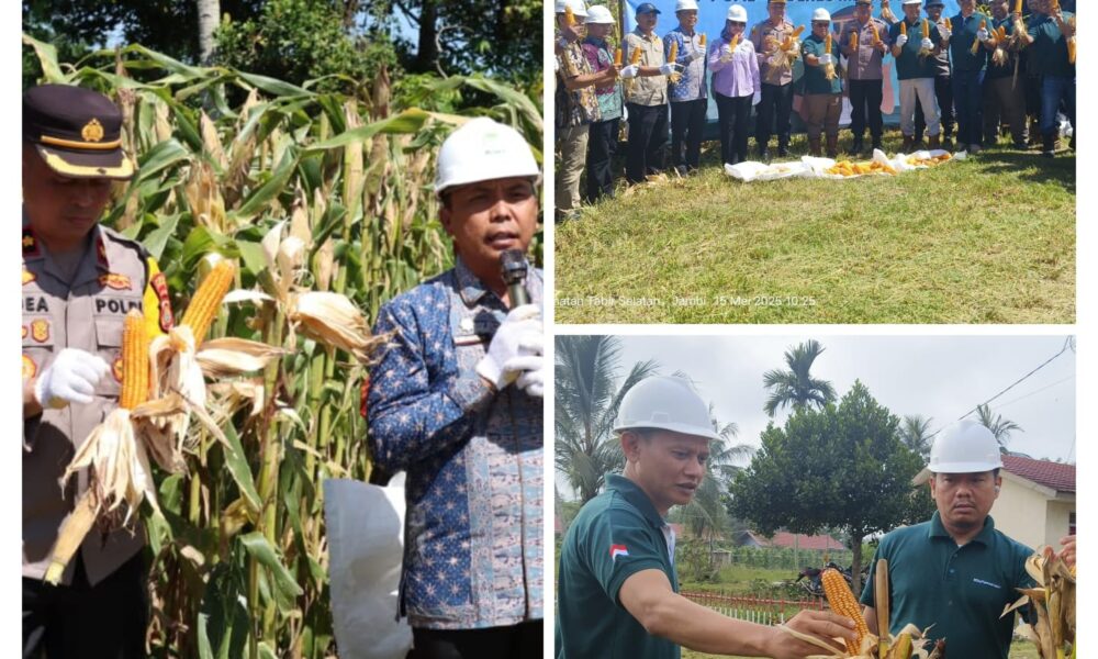 Panen jagung perdana di lokasi tanam PT SAL 1, menghasilkan jagung yang bermutu baik. (DETAIL/ist)