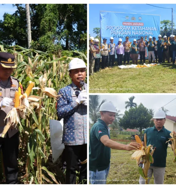 Panen jagung perdana di lokasi tanam PT SAL 1, menghasilkan jagung yang bermutu baik. (DETAIL/ist)