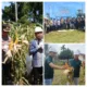 Panen jagung perdana di lokasi tanam PT SAL 1, menghasilkan jagung yang bermutu baik. (DETAIL/ist)